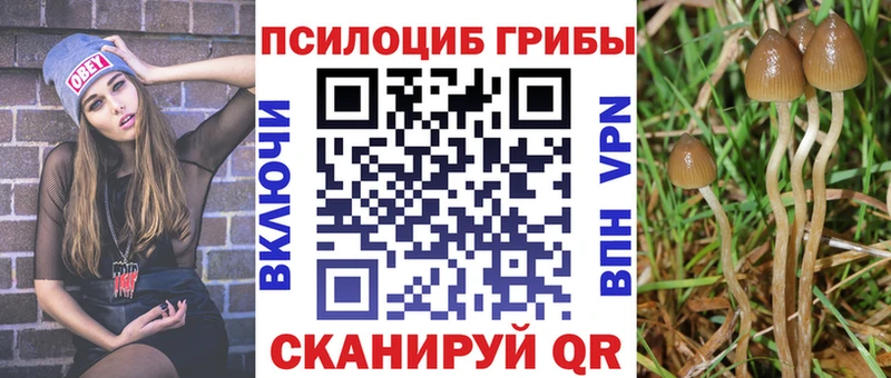 купить наркотик  Волоколамск  Псилоцибиновые грибы Cubensis 